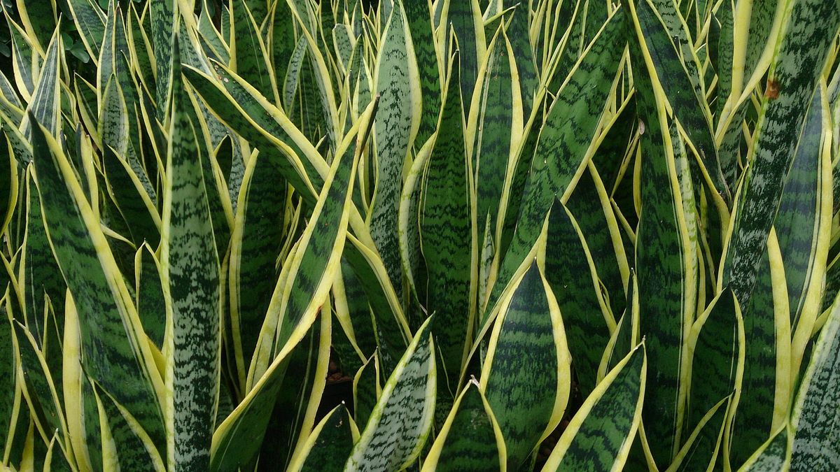 Close-up of upright, patterned snake plant leaves