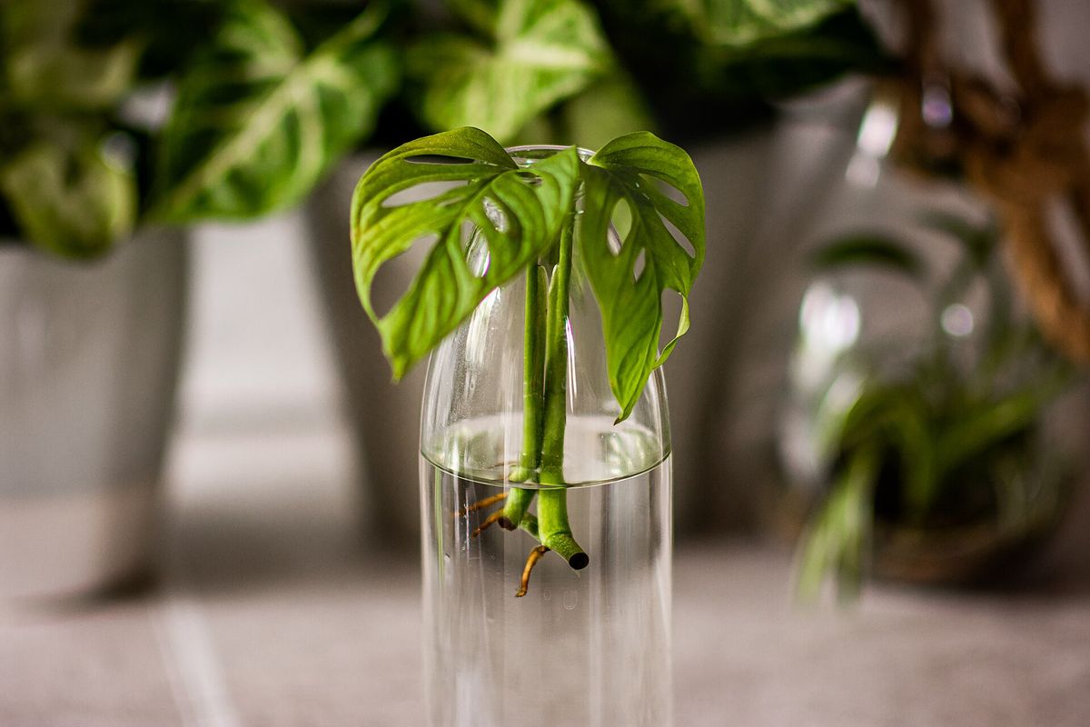 A cutting with a single leaf rooting in a clear glass of water